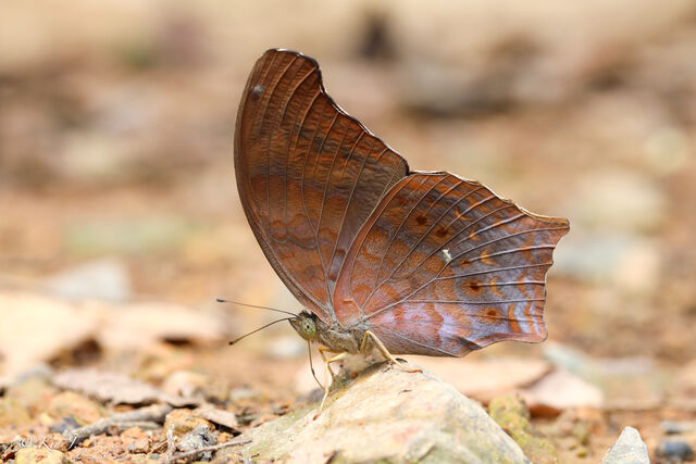 Terinos clarissa lioneli
