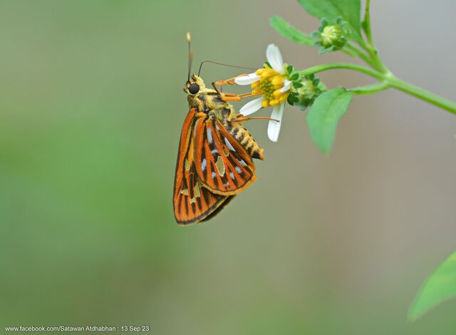 Pyroneura niasana burmana