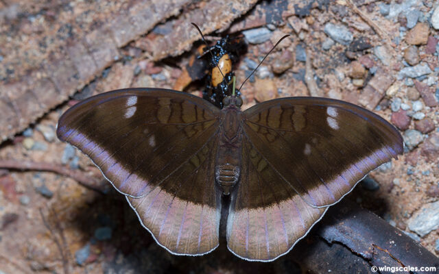 Cynitia lepidea cognata