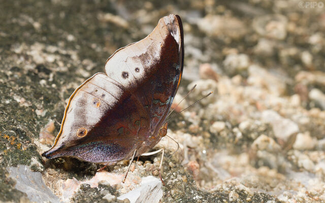 Doleschallia bisaltide siamensis