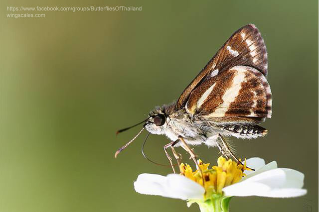 Sebastonyma dolopia dolopia