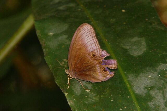 Coelites nothis sylvarum