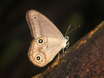 Lethe gemina yongreni