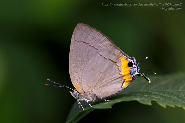 Tajuria ister tussis