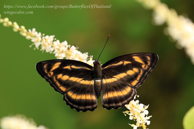 Athyma zeroca galaesus