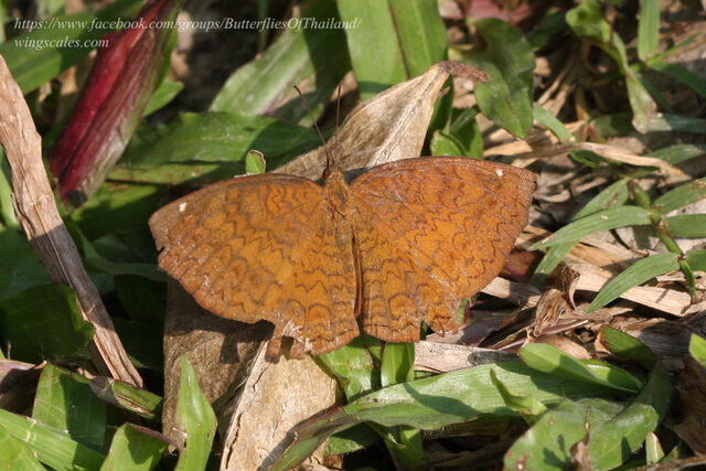 Ariadne merione ginosa