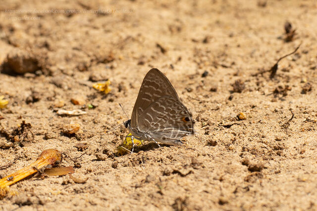 Anthene licates dusuntua