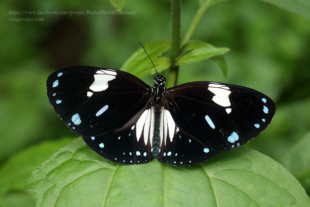 Euploea radamanthus radamanthus