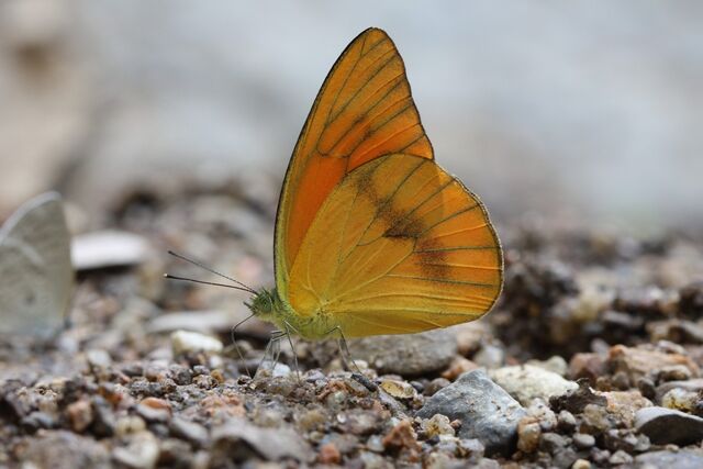 Appias nero figulina