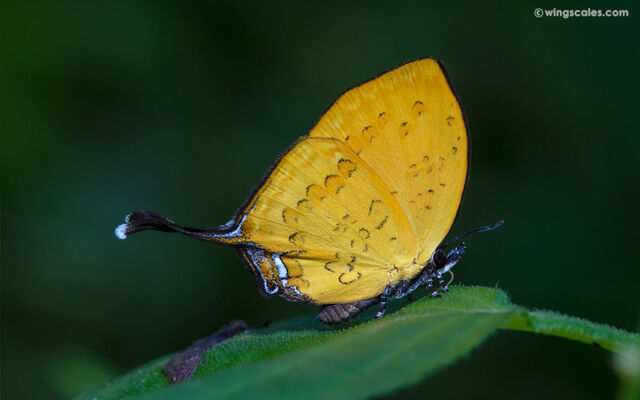 Yasoda tripunctata tripunctata