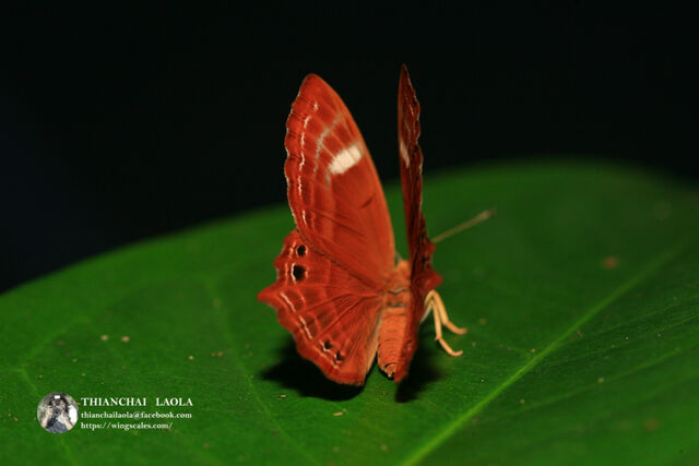 Abisara bifasciata angulata