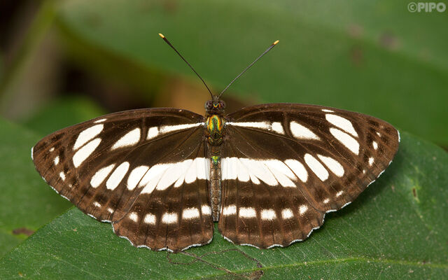 Neptis hylas kamarupa