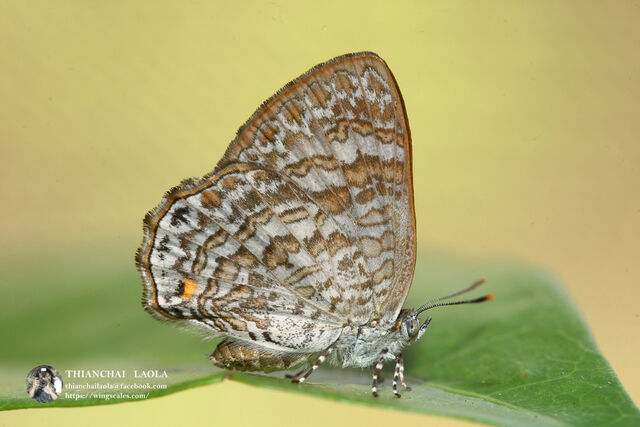 Poritia erycinoides elsiei