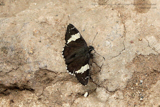 Lobocla liliana liliana