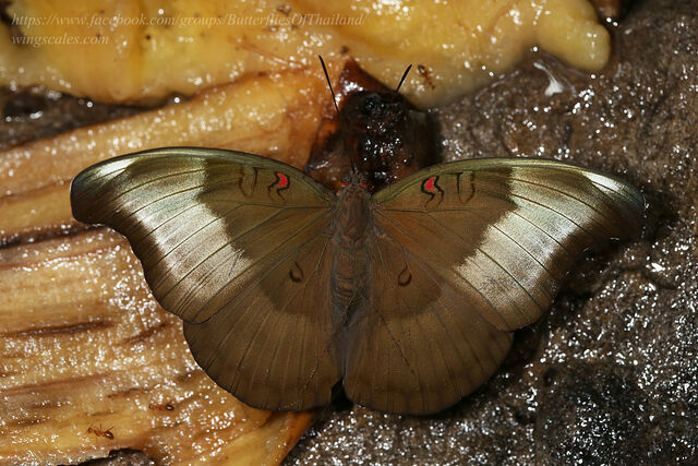 Euthalia evelina annamita