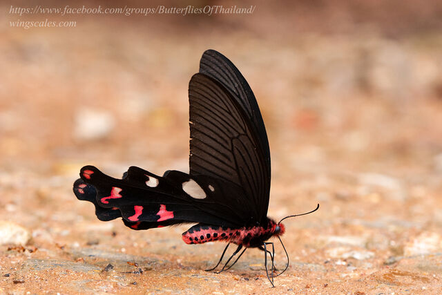 Byasa dasarada barata