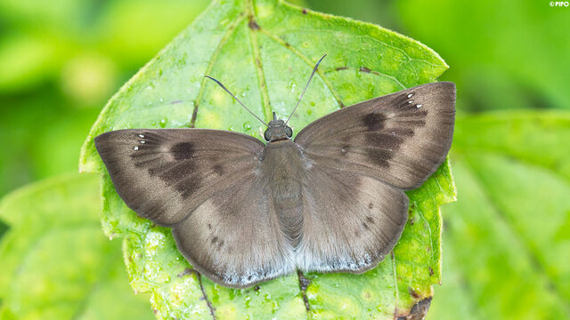 Tagiades gana meetana