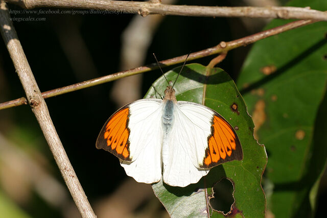 Hebomoia glaucippe glaucippe