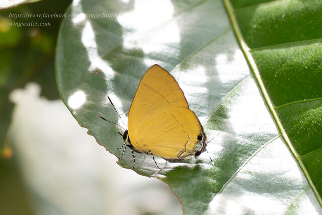 Rapala suffusa suffusa