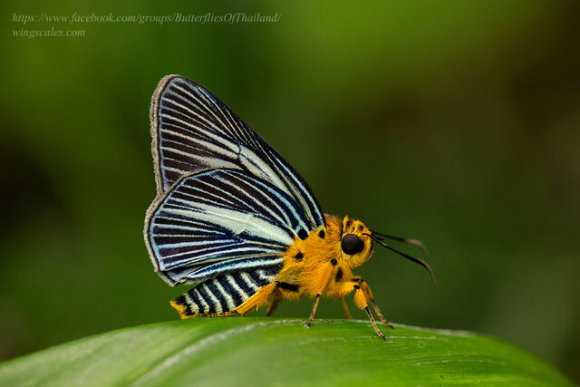 Burara gomata gomata