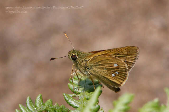 Ochlodes siva karennia