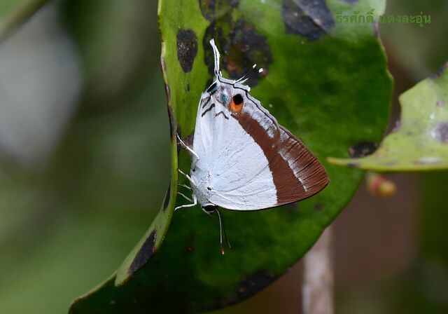 Rachana jalindra burbona