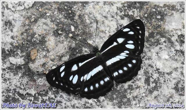 Neptis magadha magadha