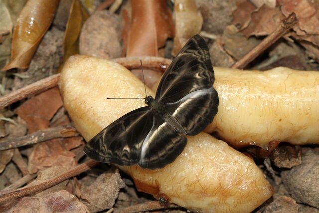 Neptis harita preeyai