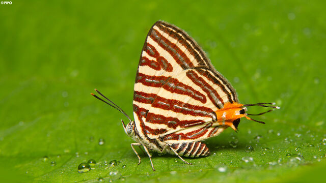 Spindasis lohita himalayanus