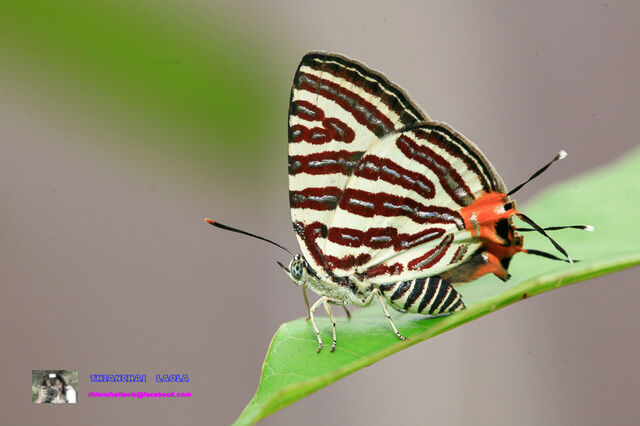 Spindasis lohita himalayanus