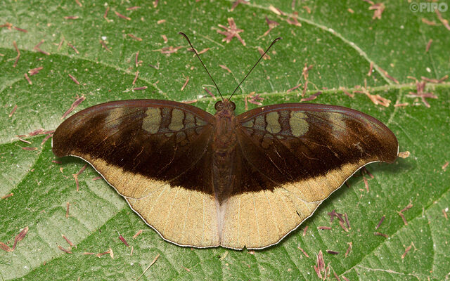 Cynitia cocytus cocytus