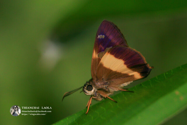 Hasora schoenherr gaspa