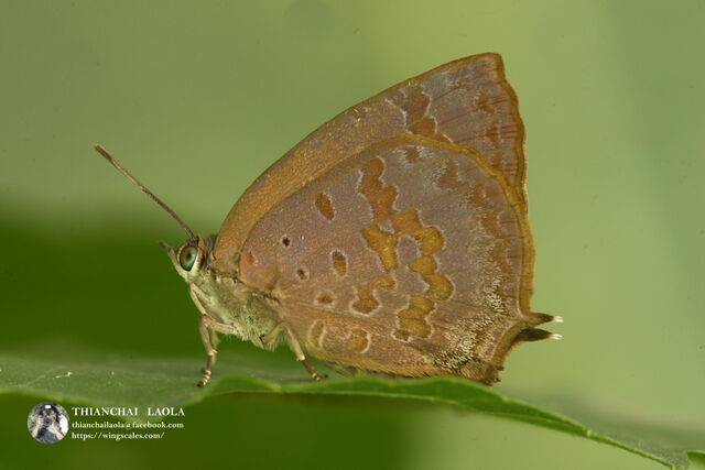 Arhopala rama ramosa