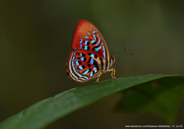 Paralaxita telesia lyclene