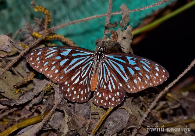 Tirumala gautama gautama