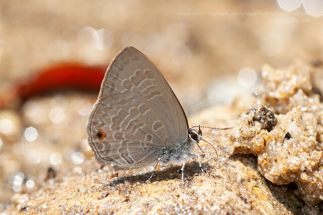 Anthene emolus emolus