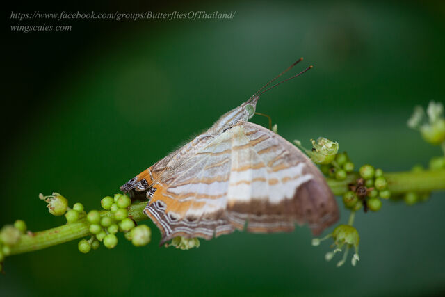 Cyrestis themire themire