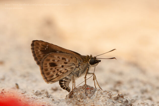 Halpemorpha albipectus