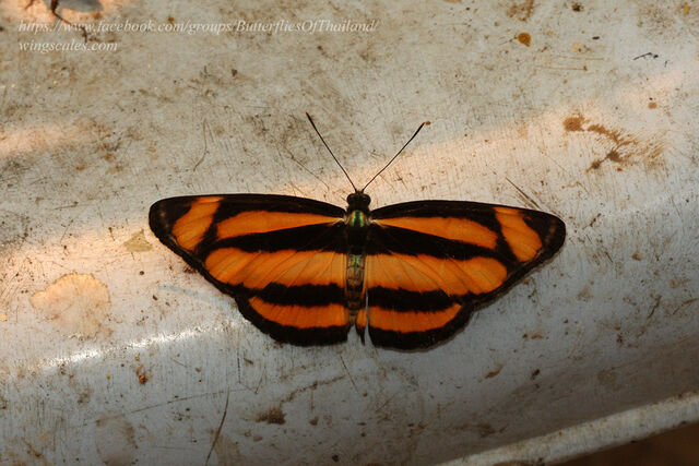 Lasippa viraja viraja