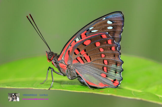 Euthalia lubentina lubentina