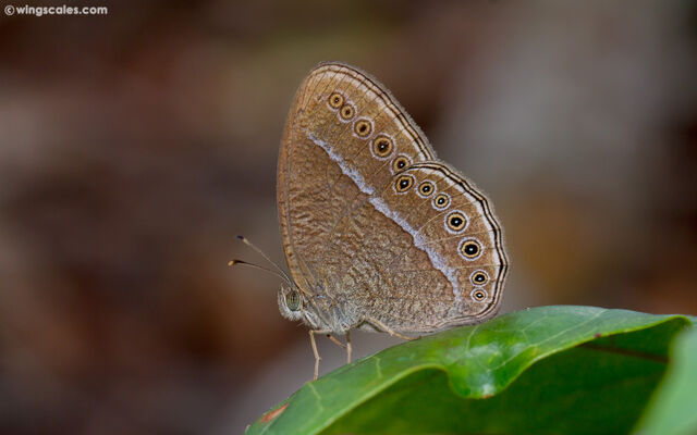 Mycalesis janardana sagittigera