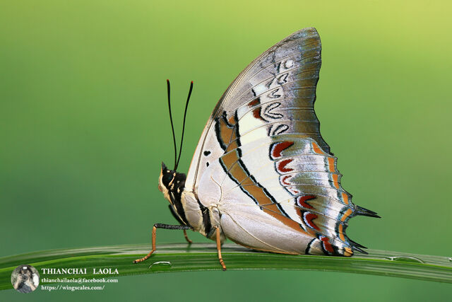 Polyura schreiber assamensis
