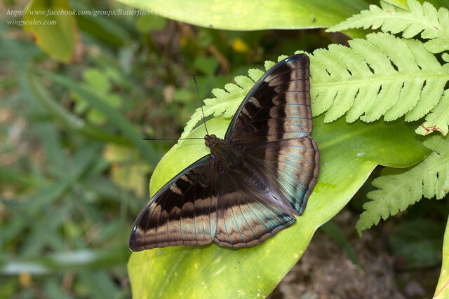 Auzakia danava brunnea