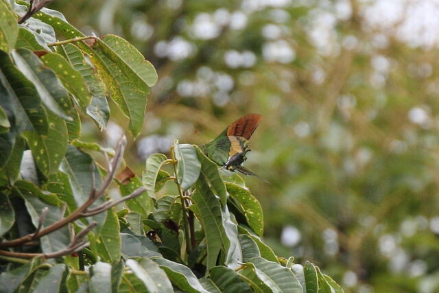 Teinopalpus imperialis imperatrix