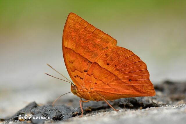 Enispe duranius corbeti