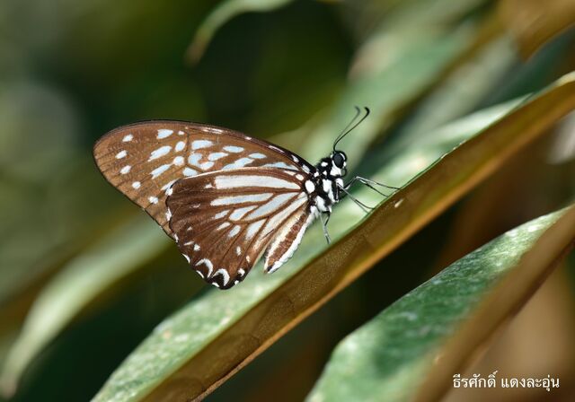 Graphium macareus perakensis
