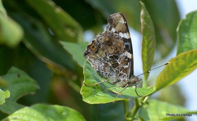 Vanessa indica indica
