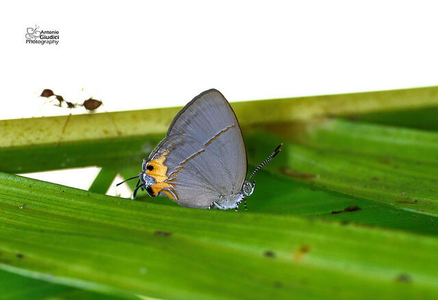 Britomartis cleoboides viga