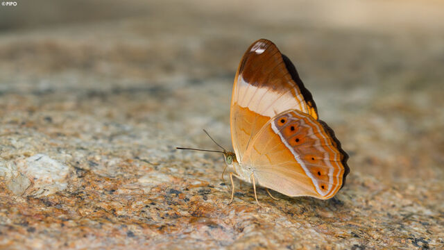 Cirrochroa orissa orissa