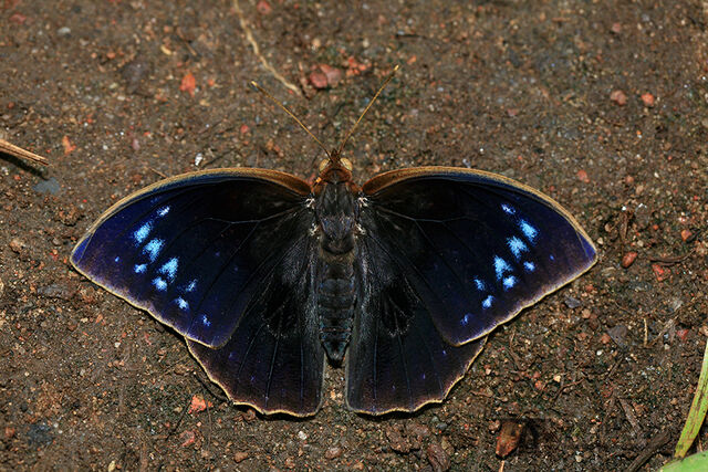 Discophora sondaica zal